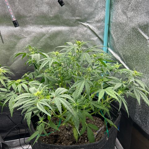 Samsquanch OG growlog photo: Defoliating today for the last time before harvest 
