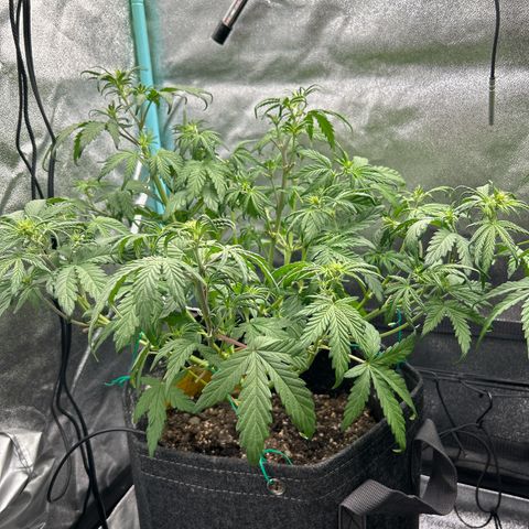 Samsquanch OG growlog photo: Defoliating today for the last time before harvest 