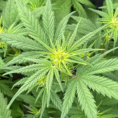 Samsquanch OG growlog timeline photo