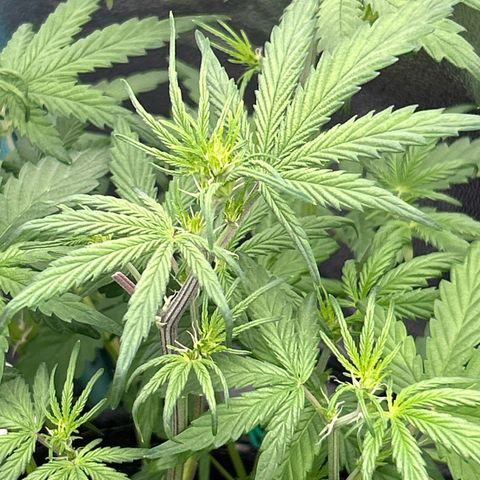 Samsquanch OG growlog timeline photo