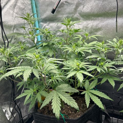 Samsquanch OG growlog timeline photo