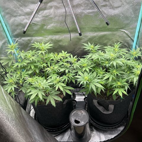 Samsquanch OG growlog timeline photo