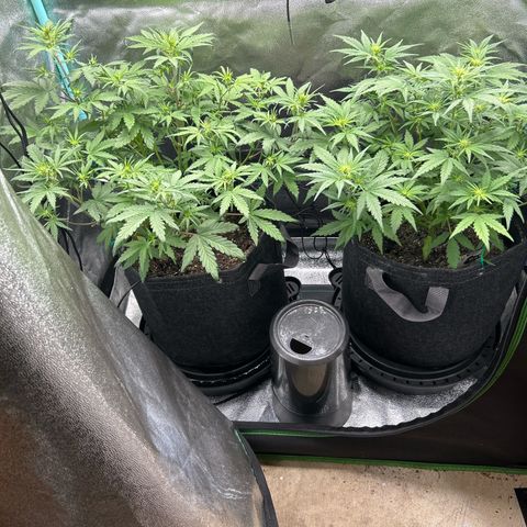 Samsquanch OG growlog timeline photo