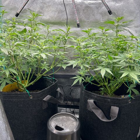 Samsquanch OG growlog timeline photo