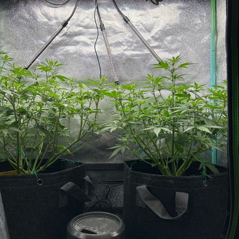 Samsquanch OG growlog timeline photo