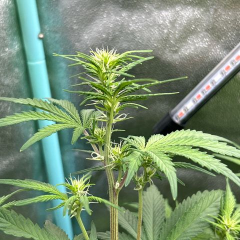 Samsquanch OG growlog photo: It’s Stacking time now, there start beefing up. 