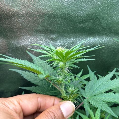 Samsquanch OG growlog photo: It’s Stacking time now, there start beefing up. 