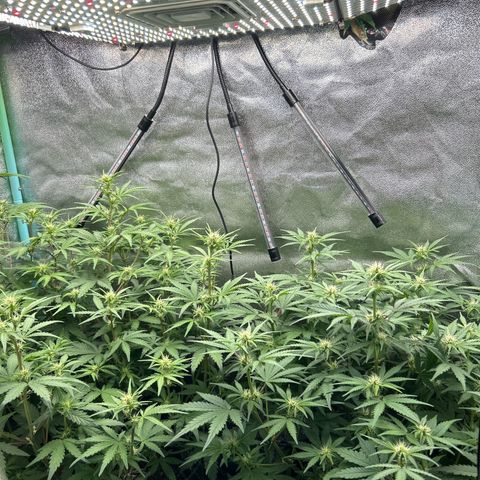 Samsquanch OG growlog timeline photo