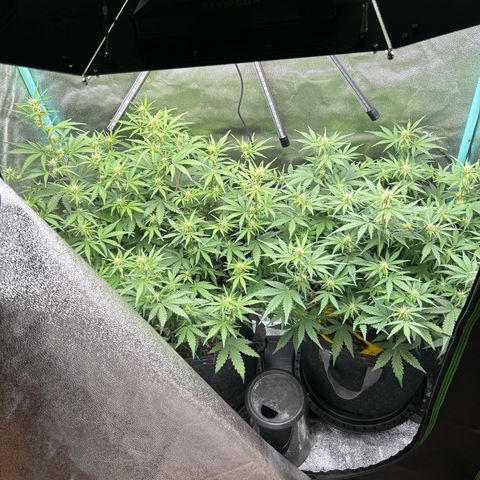 Samsquanch OG growlog timeline photo