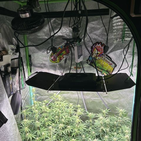 Samsquanch OG growlog timeline photo