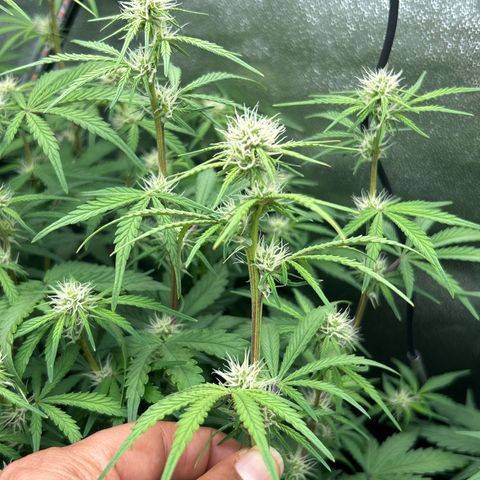 Samsquanch OG growlog timeline photo