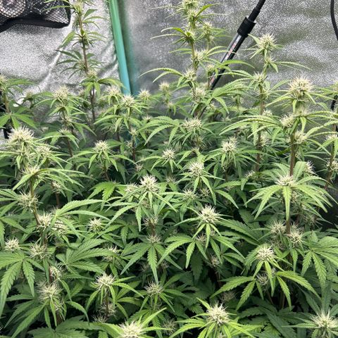 Samsquanch OG growlog timeline photo