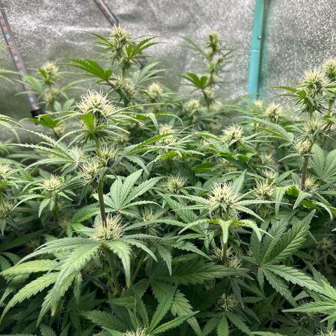 Samsquanch OG growlog timeline photo