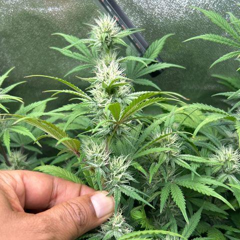 Samsquanch OG growlog timeline photo