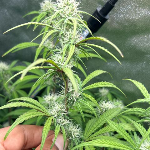 Samsquanch OG growlog timeline photo