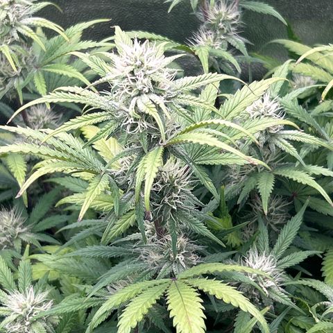 Samsquanch OG growlog timeline photo