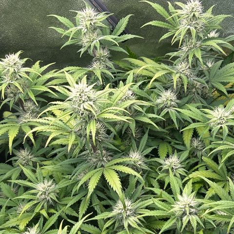 Samsquanch OG growlog timeline photo