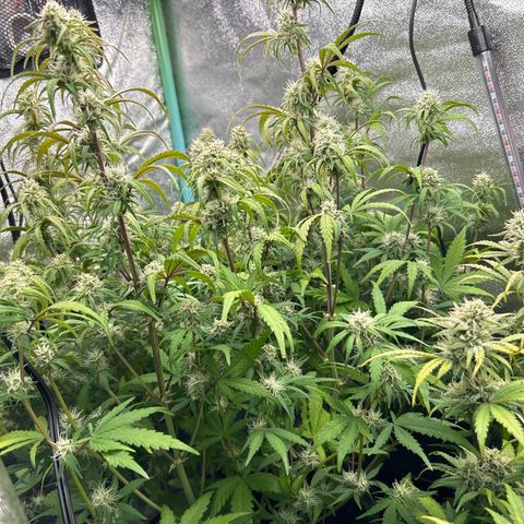 Samsquanch OG growlog timeline photo