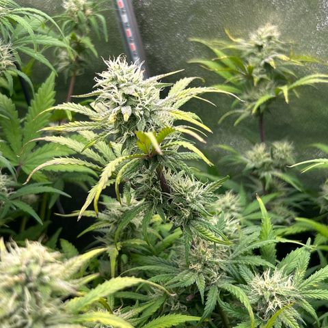 Samsquanch OG growlog timeline photo