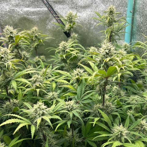 Samsquanch OG growlog timeline photo