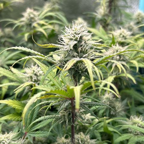 Samsquanch OG growlog timeline photo