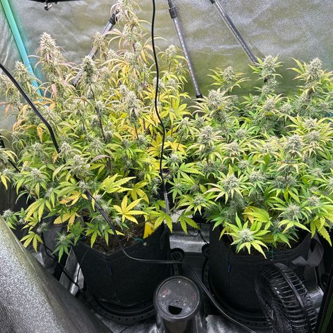 Samsquanch OG growlog timeline photo