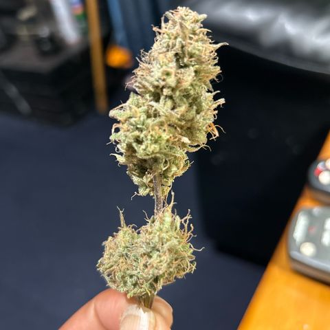 Samsquanch OG growlog timeline photo