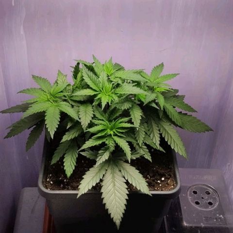 Black Domina x Critical growlog timeline photo