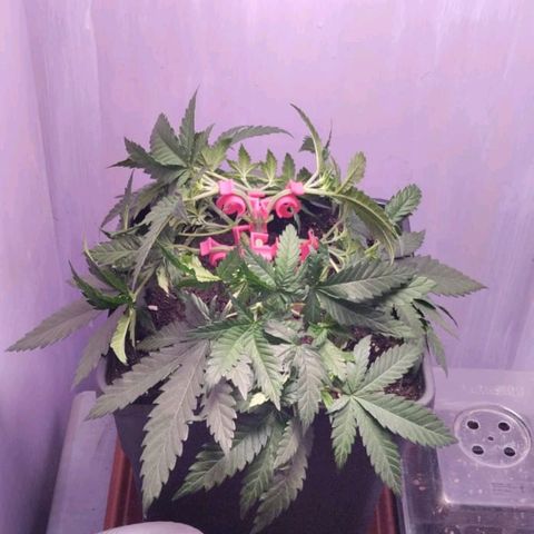 Black Domina x Critical growlog timeline photo