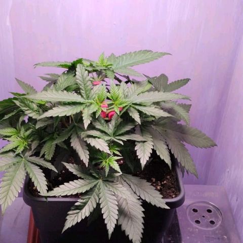 Black Domina x Critical growlog timeline photo