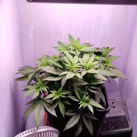 Black Domina x Critical growlog timeline photo