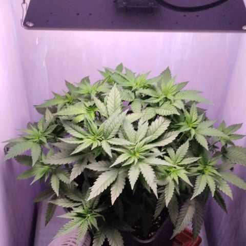 Black Domina x Critical growlog timeline photo