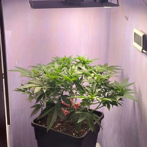 Black Domina x Critical growlog timeline photo