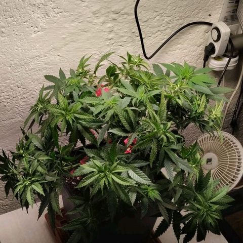 Black Domina x Critical growlog timeline photo