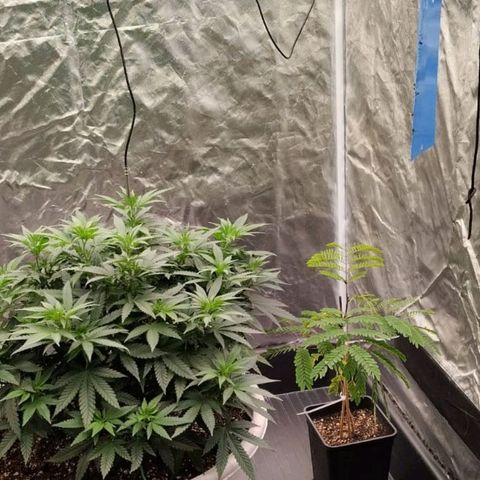 Black Domina x Critical growlog timeline photo