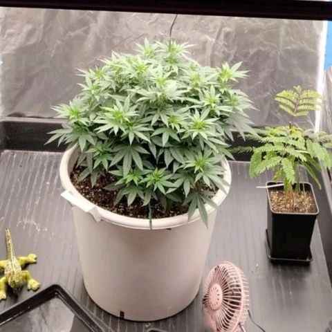 Black Domina x Critical growlog timeline photo