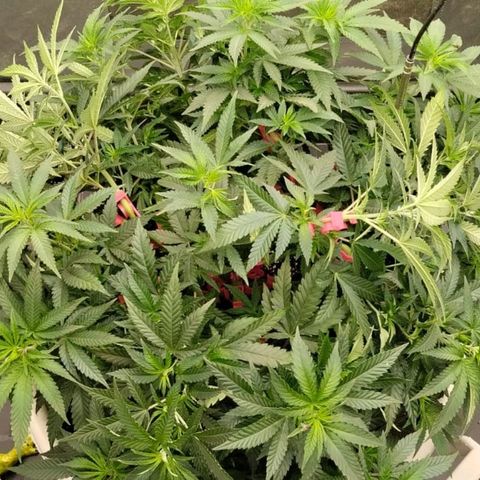 Black Domina x Critical growlog timeline photo