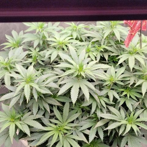 Black Domina x Critical growlog timeline photo
