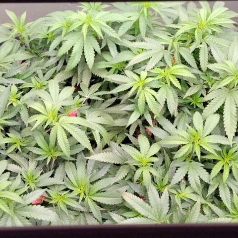 Black Domina x Critical growlog timeline photo