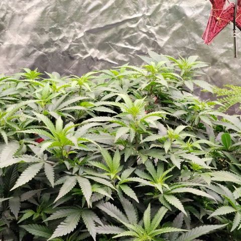 Black Domina x Critical growlog timeline photo