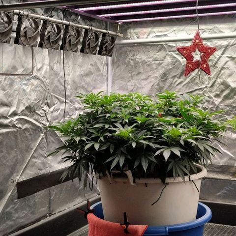 Black Domina x Critical growlog timeline photo