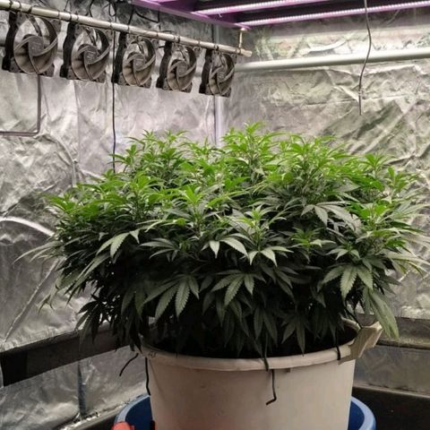 Black Domina x Critical growlog timeline photo