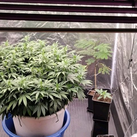 Black Domina x Critical growlog timeline photo