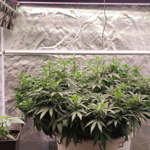 Black Domina x Critical growlog timeline photo