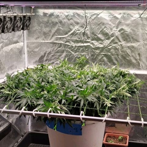 Black Domina x Critical growlog timeline photo
