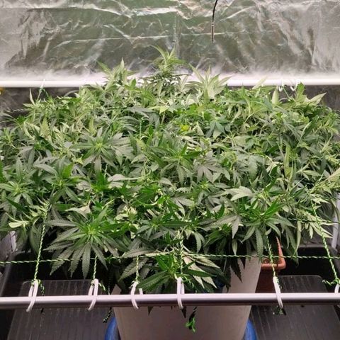 Black Domina x Critical growlog timeline photo