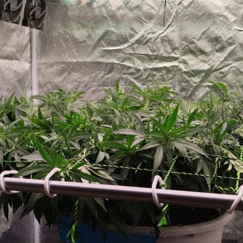 Black Domina x Critical growlog timeline photo