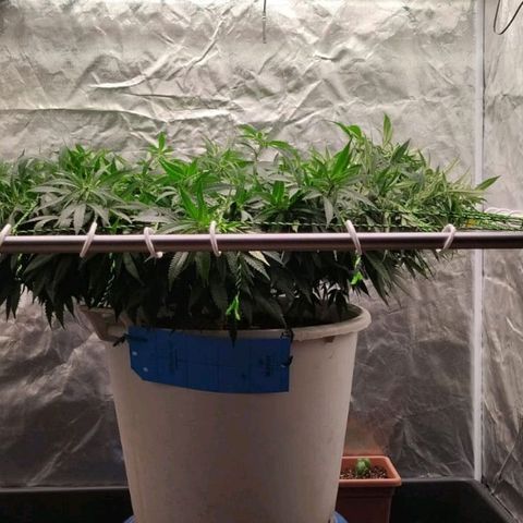 Black Domina x Critical growlog timeline photo