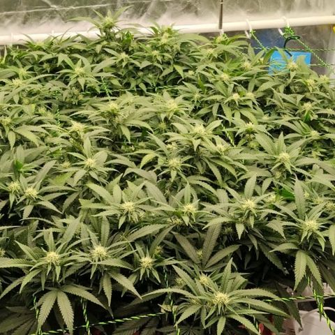 Black Domina x Critical growlog timeline photo