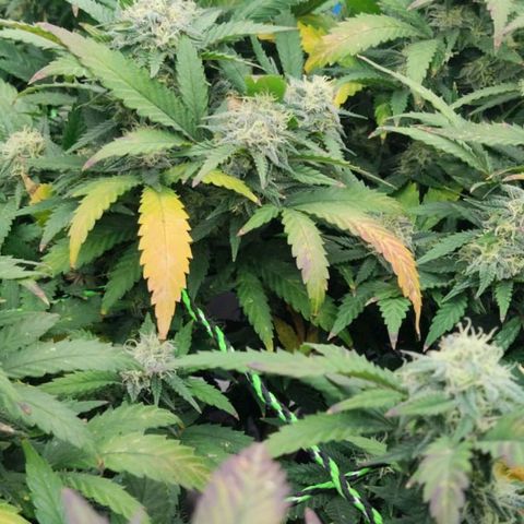 Black Domina x Critical growlog timeline photo